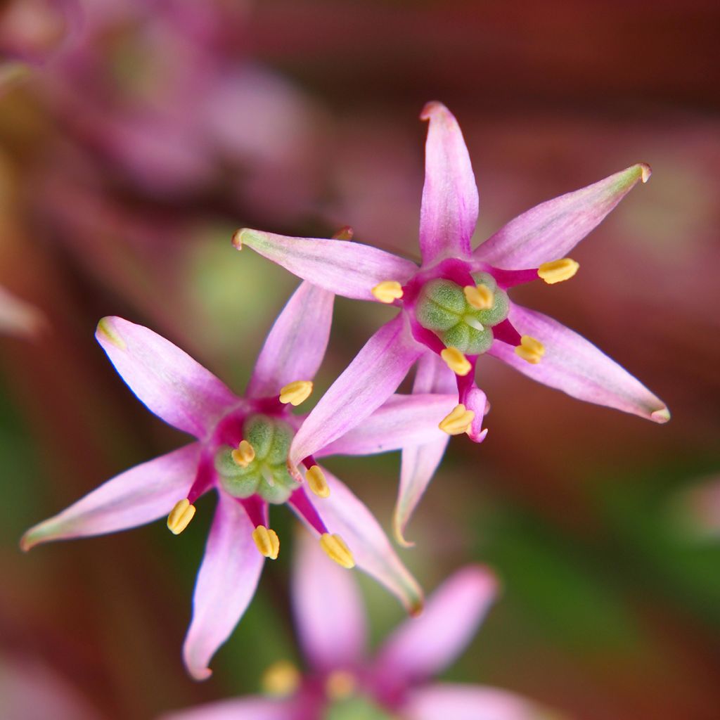 Allium schubertii - Sierui