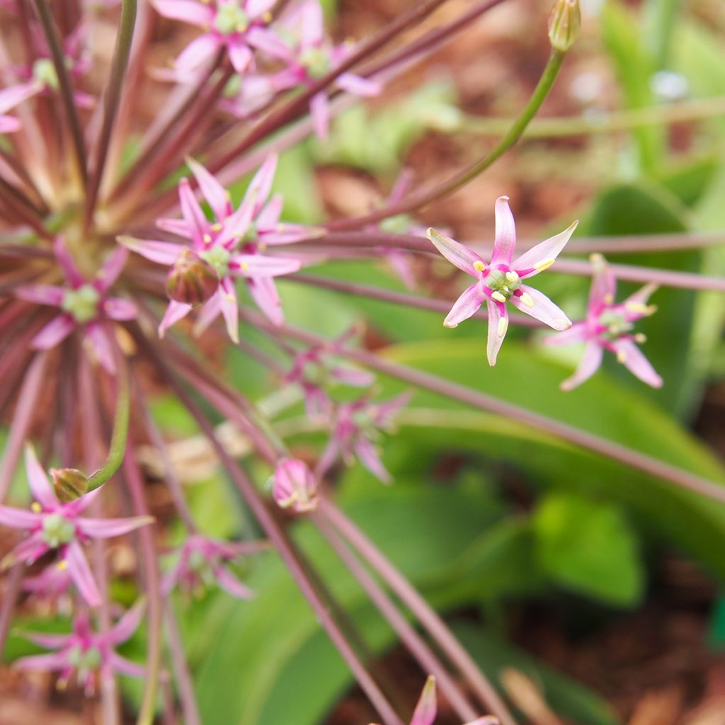 Allium schubertii - Sierui