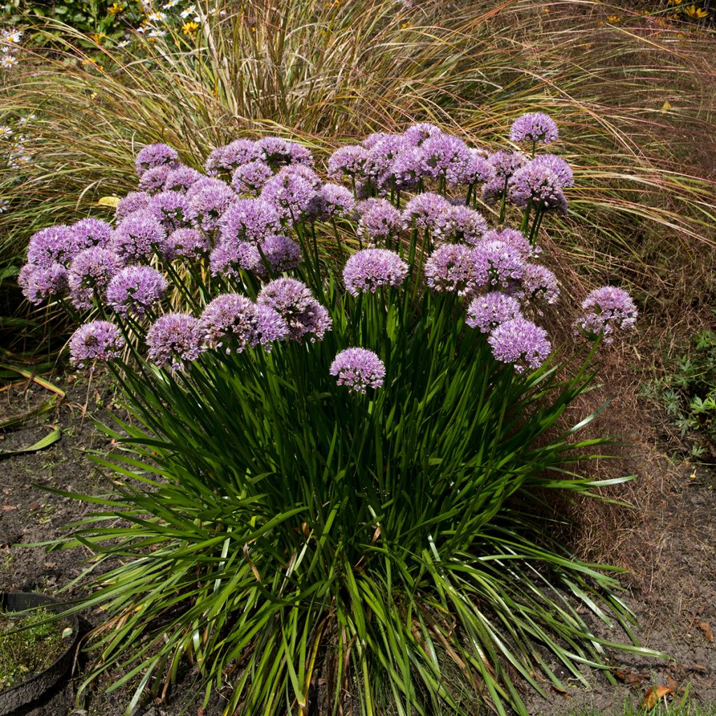 Allium senescens Summer Beauty - Sierui