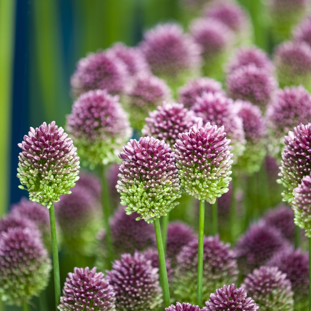 Allium sphaerocephalon - Trommelstokje