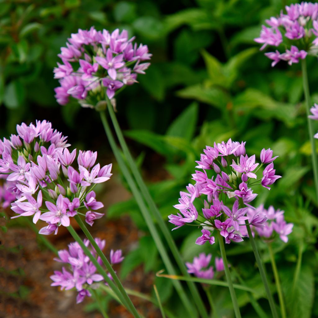 Allium unifolium Eros - Amerikaanse look