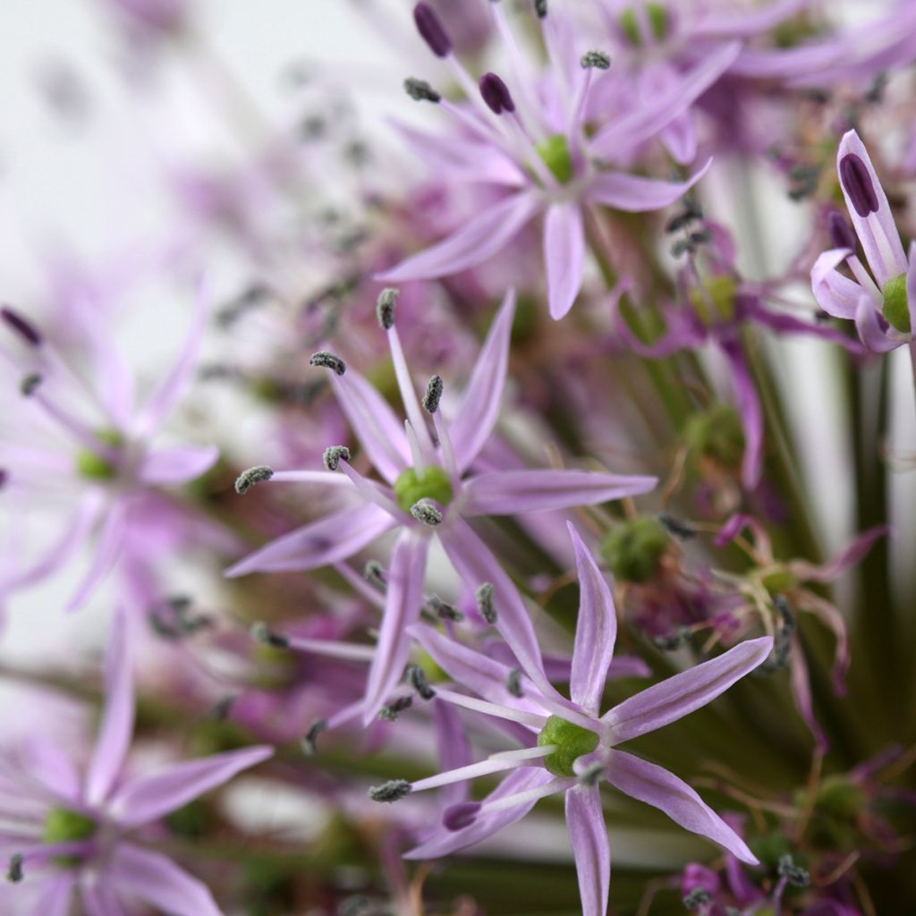 Allium christophii - Sterrenlook