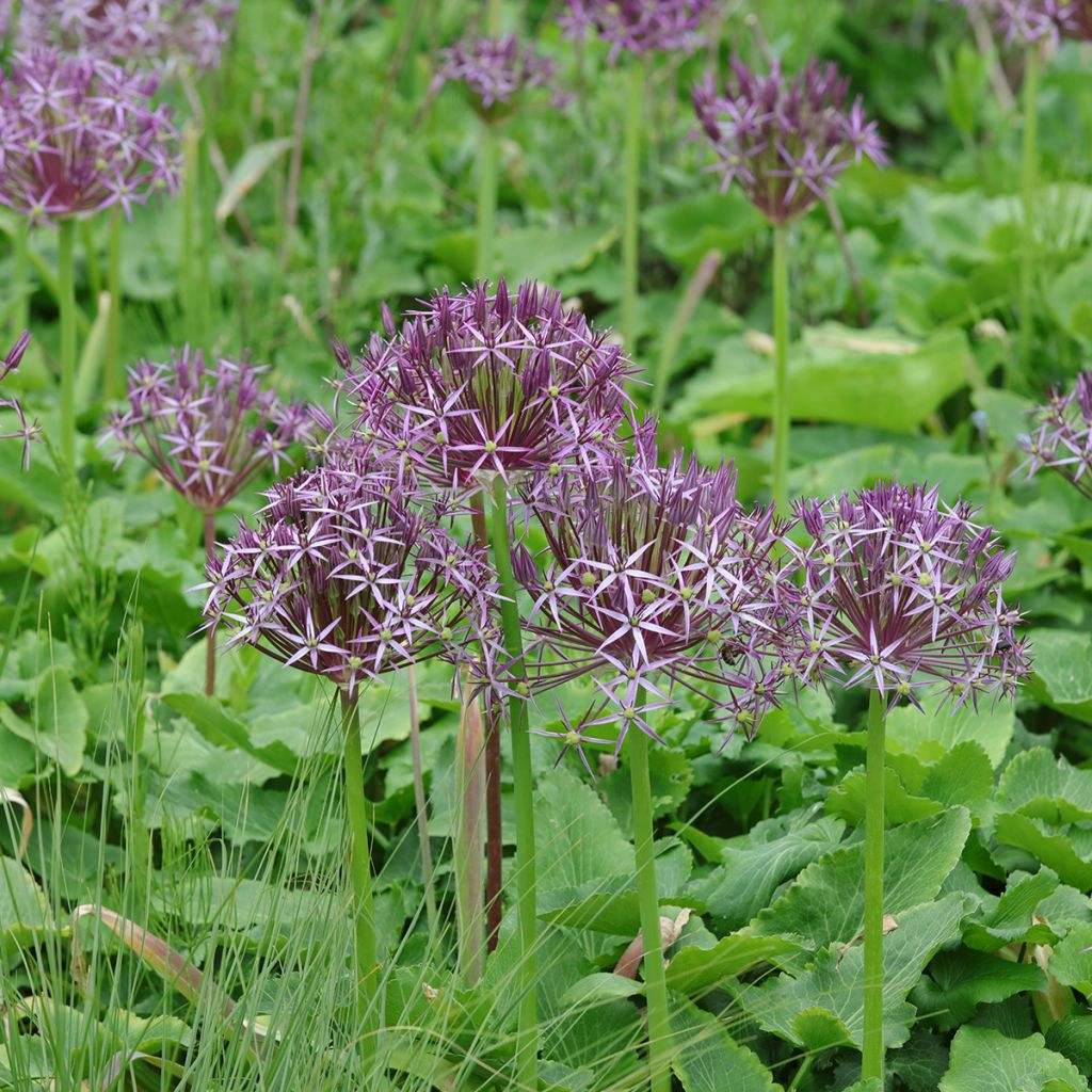 Allium christophii - Sterrenlook
