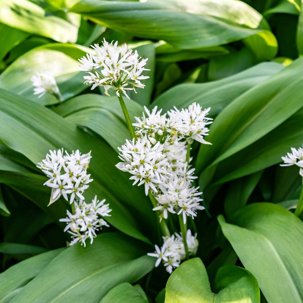 Daslook - Allium ursinum (zaad)