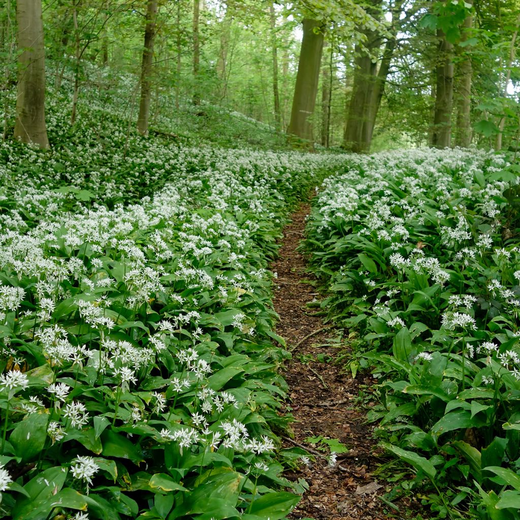 Daslook - Allium ursinum (zaad)