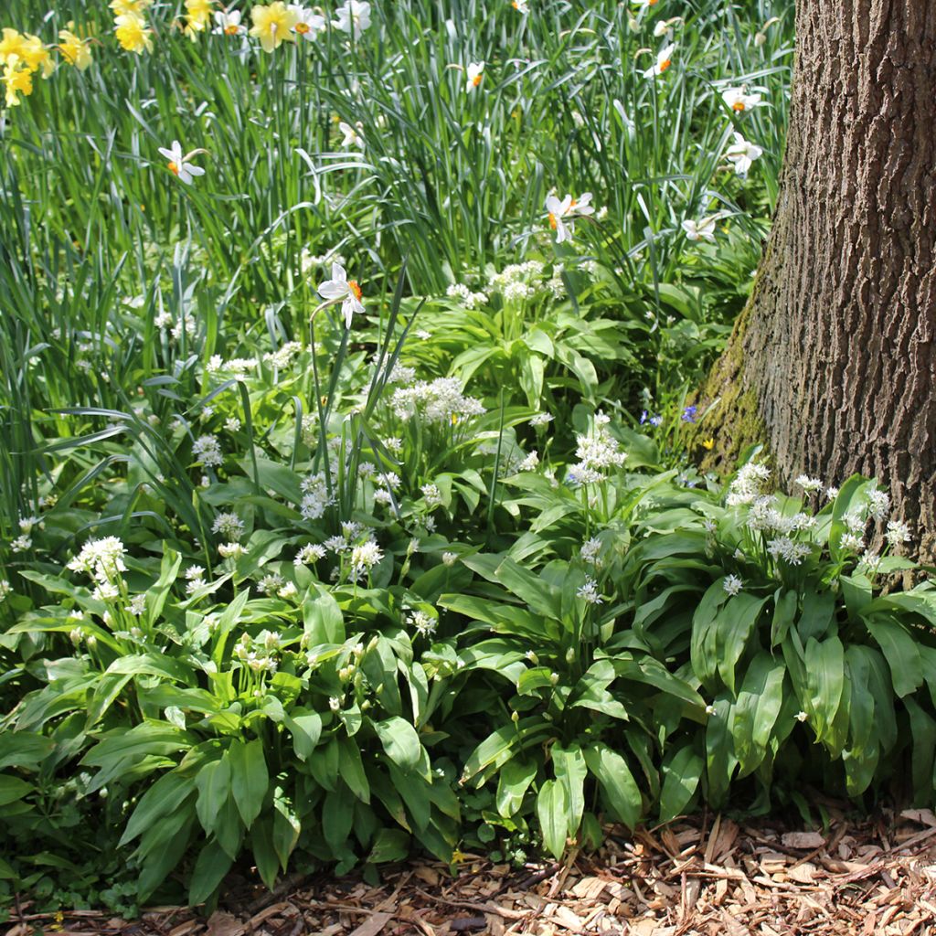 Allium ursinum - Daslook