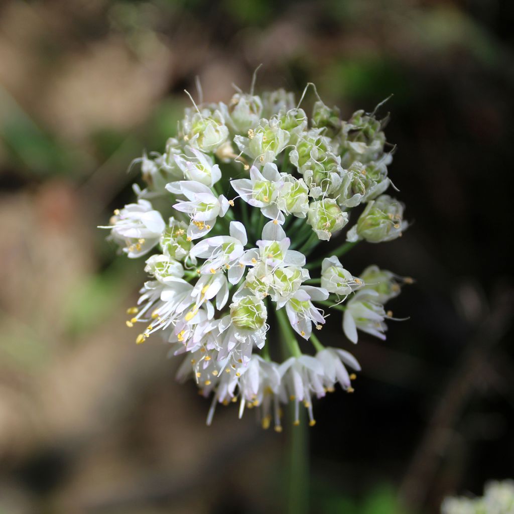 Allium cernuum White Dwarf - Amerikaanse look