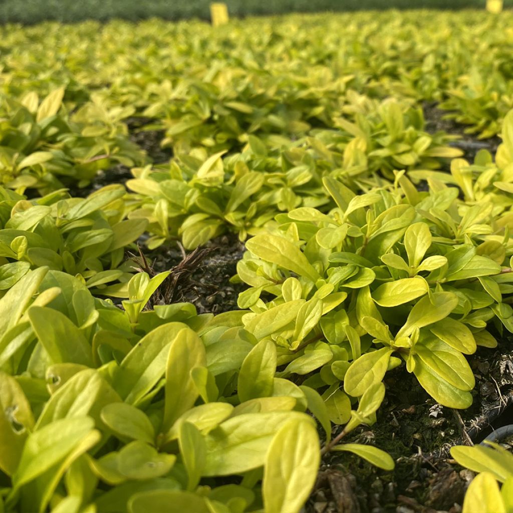 Bugle rampante - Ajuga tenorii Cordial Canary