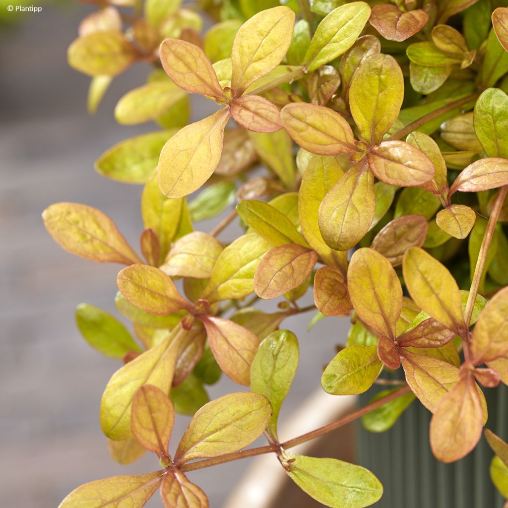 Ajuga reptans Feathered Friends Fancy Finch - Kruipend zenegroen