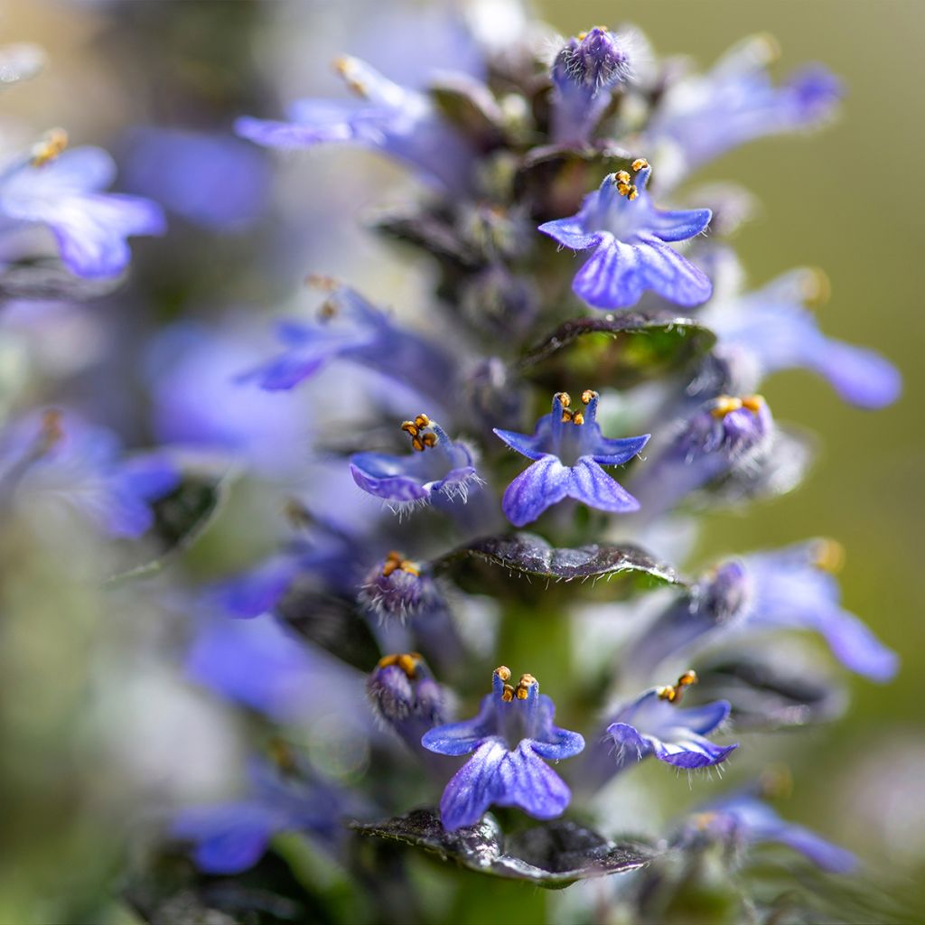 Ajuga pyramidalis Metallica Crispa - Piramidezenegroen