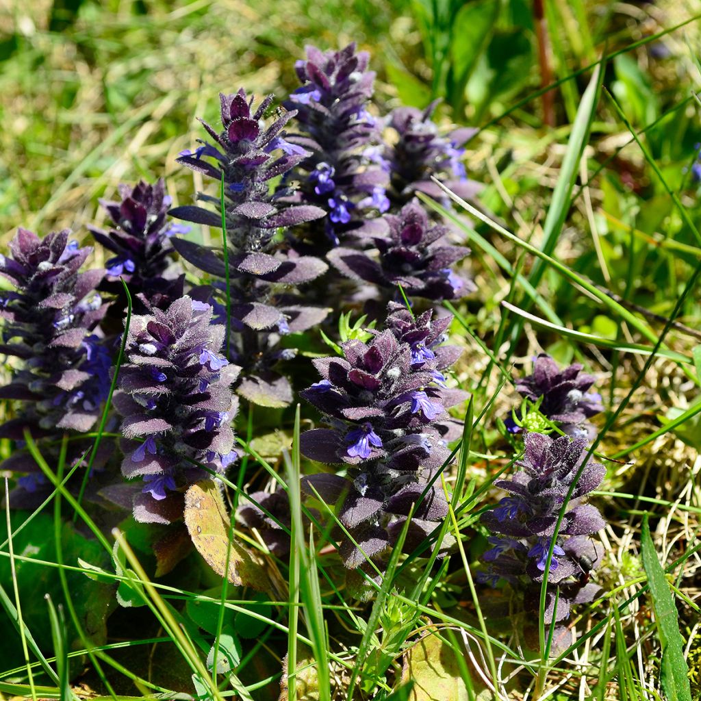 Ajuga pyramidalis - Piramidezenegroen