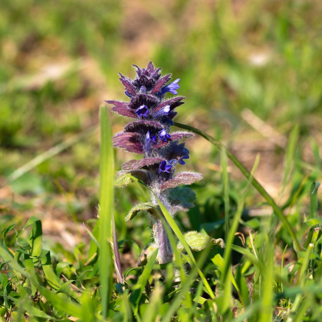 Ajuga pyramidalis - Piramidezenegroen