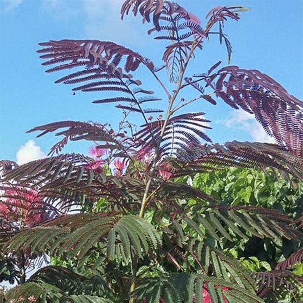 Albizia julibrissin Eveys Pride - Perzische slaapboom
