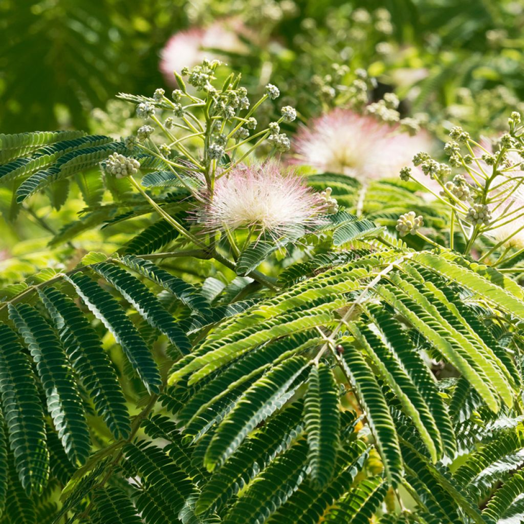 Albizia julibrissin Ombrella - Perzische slaapboom