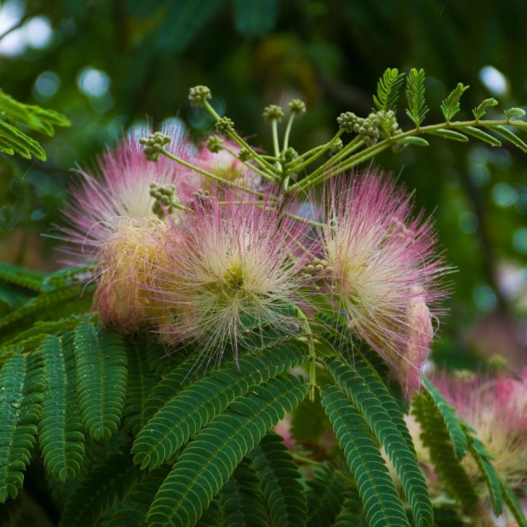 Albizia julibrissin Ombrella - Perzische slaapboom
