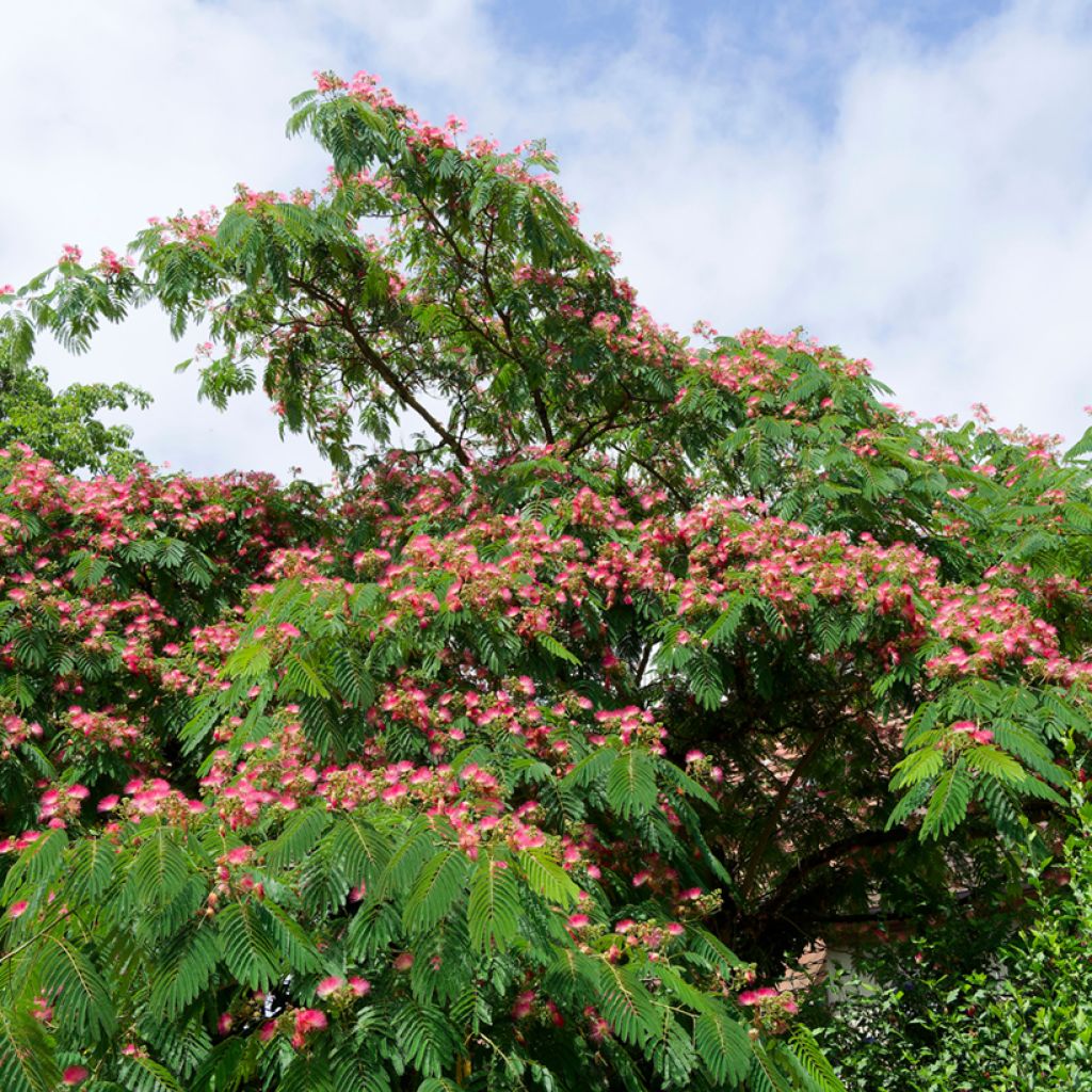 Albizia julibrissin Rosea - Perzische slaapboom