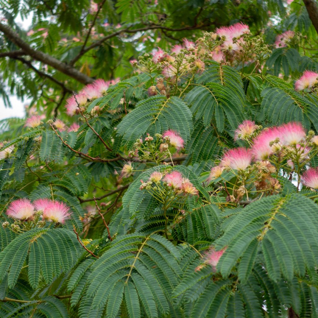 Albizia julibrissin Rosea - Perzische slaapboom