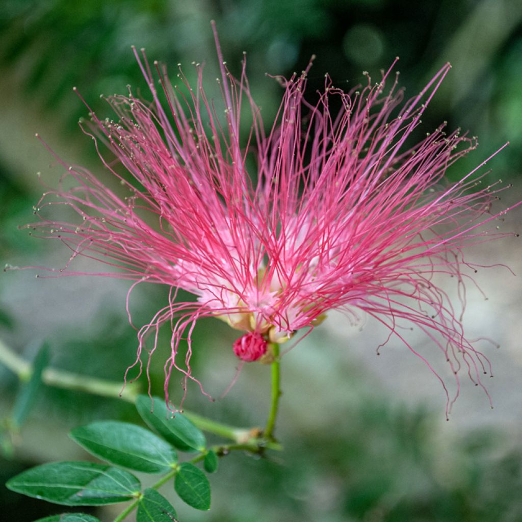 Albizia julibrissin Rosea - Perzische slaapboom