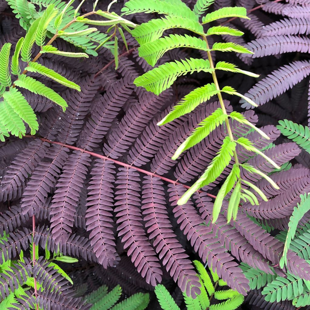 Albizia julibrissin Summer Chocolate - Perzische slaapboom