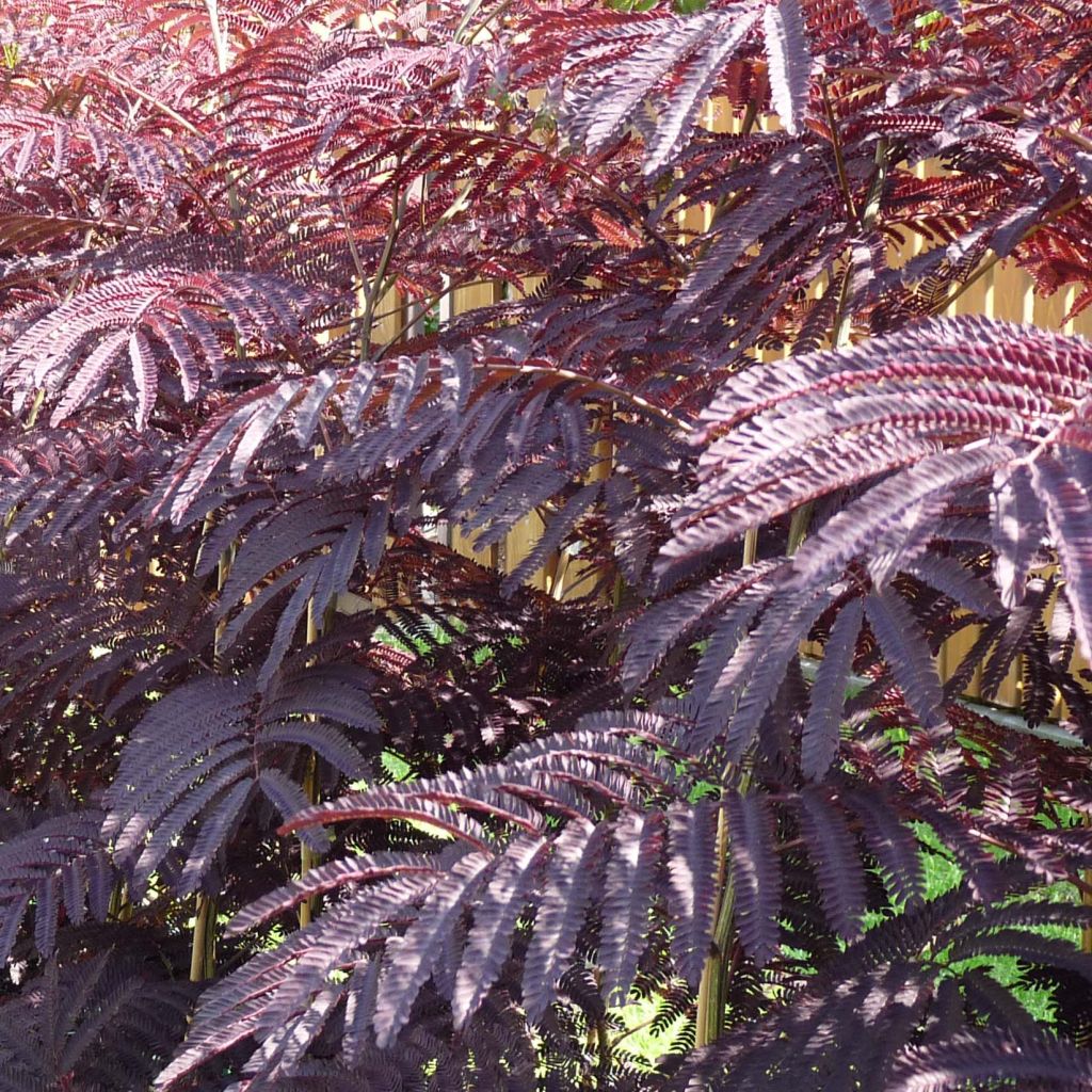 Albizia julibrissin Summer Chocolate - Perzische slaapboom