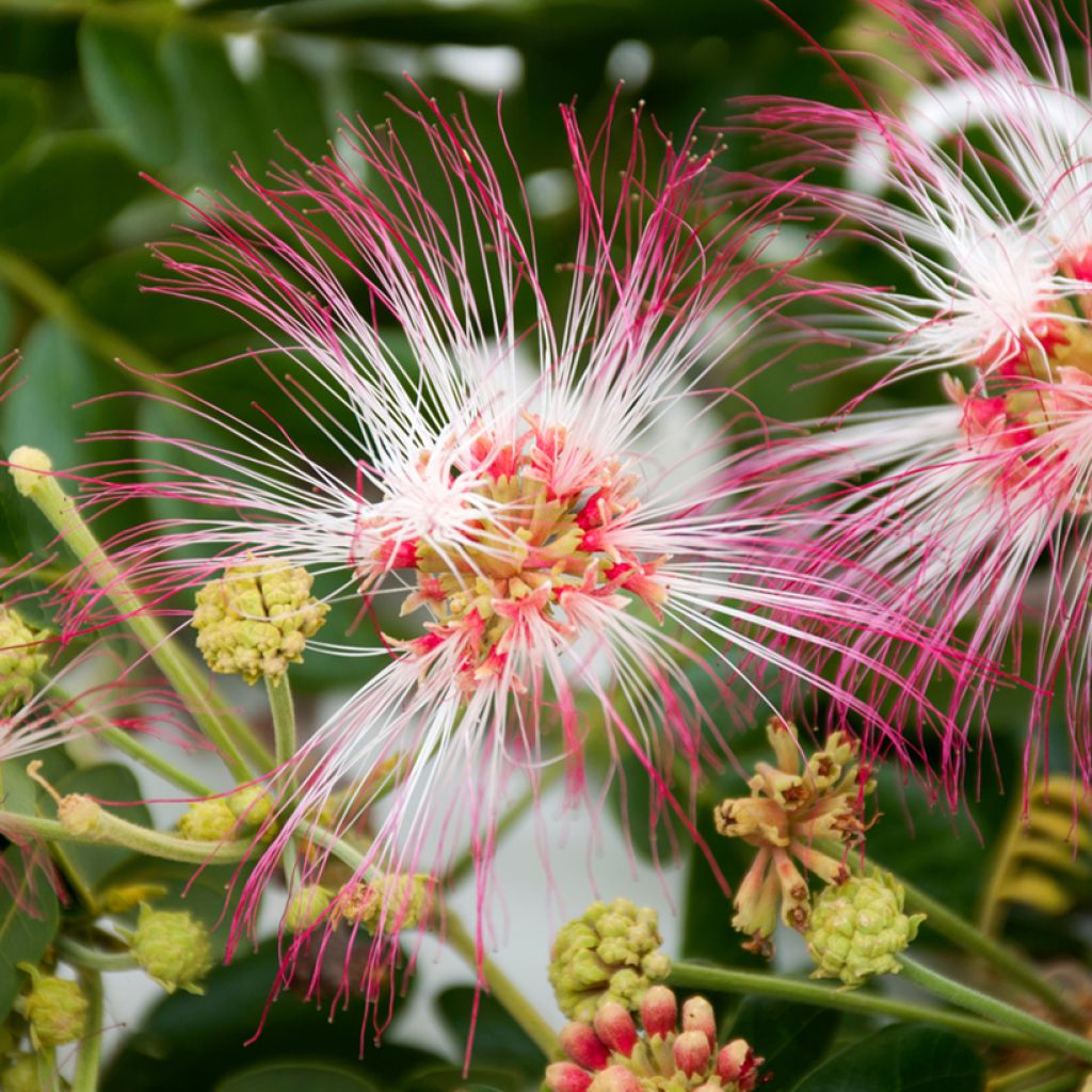 Albizzia saman - Regenboom