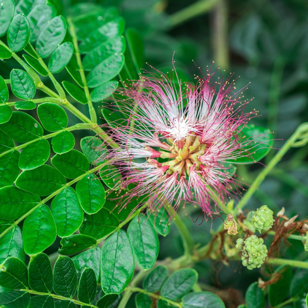 Albizzia saman - Regenboom