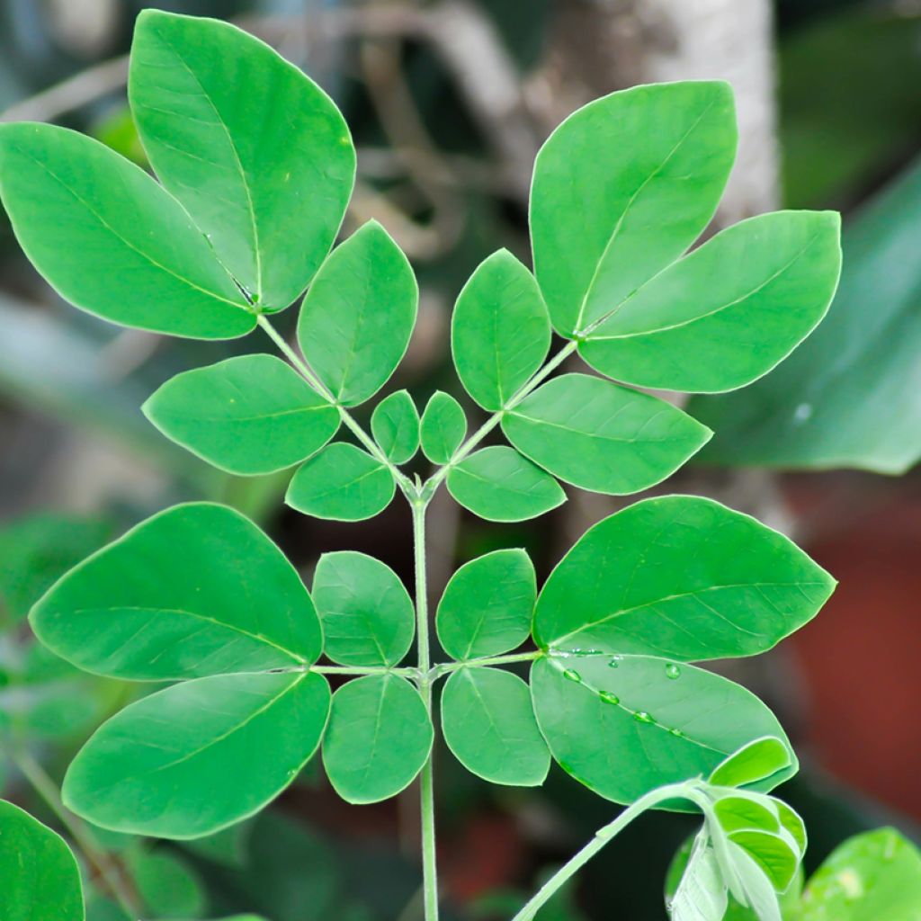 Albizzia saman - Regenboom