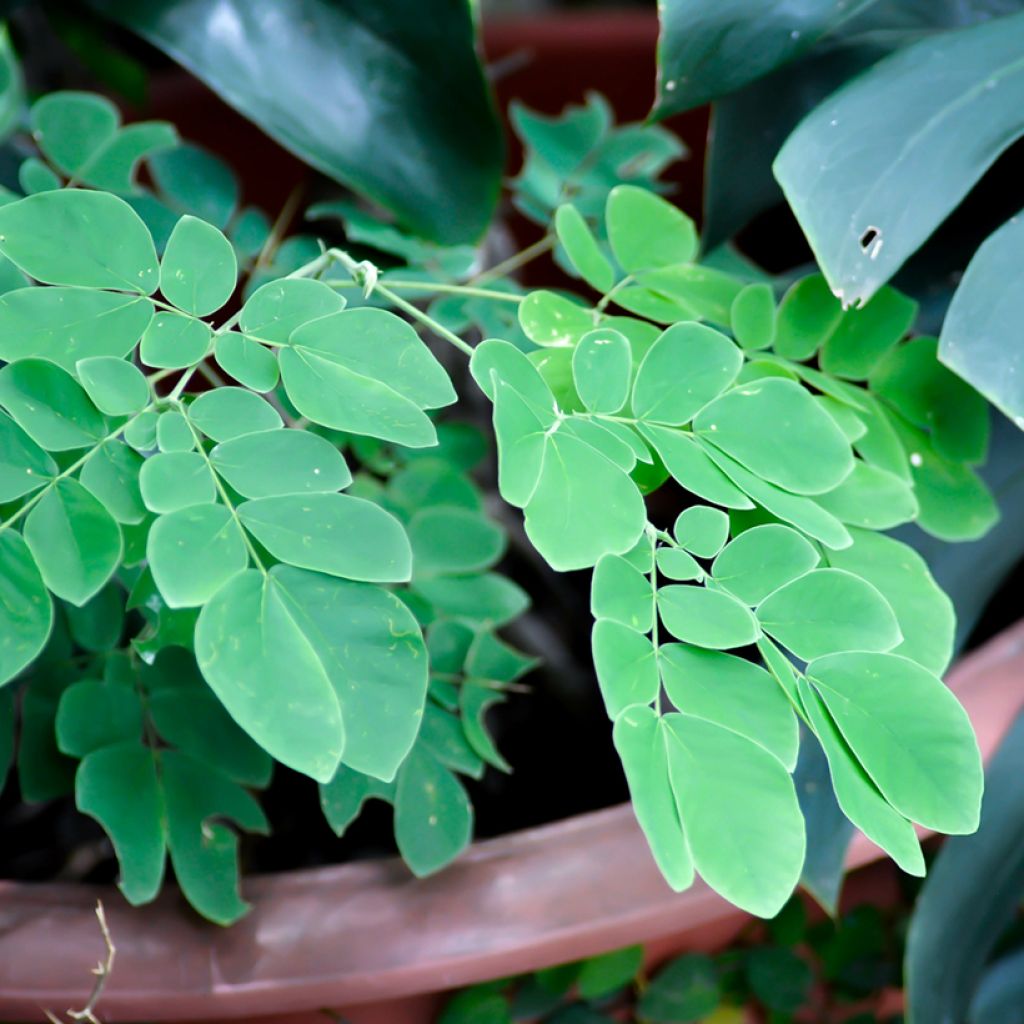 Albizzia saman - Regenboom