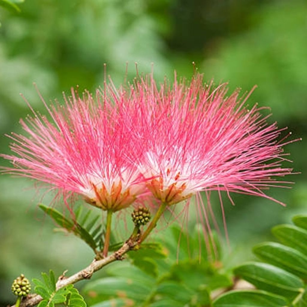 Albizia julibrissin Evis Purple - Perzische slaapboom