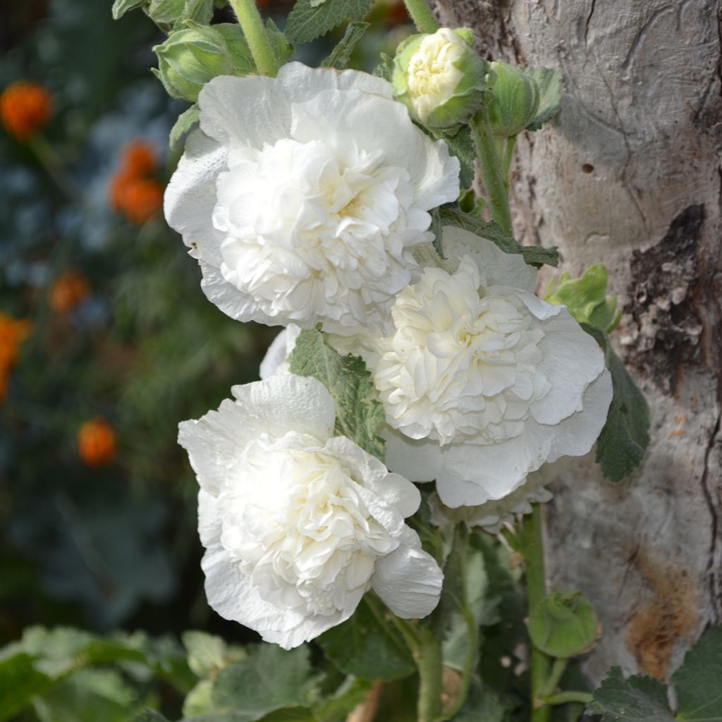 Alcea rosea Chater's Double Icicle (zaad) - Stokroos