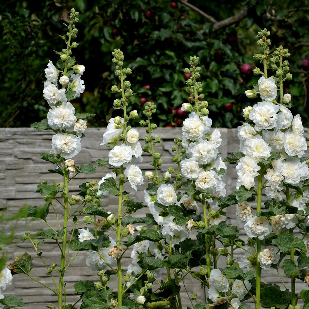 Alcea rosea Chater's Double Icicle (zaad) - Stokroos