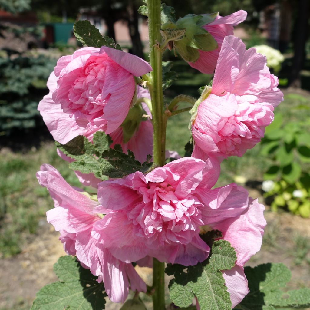 Alcea rosea Appleblossom (zaad) - Stokroos