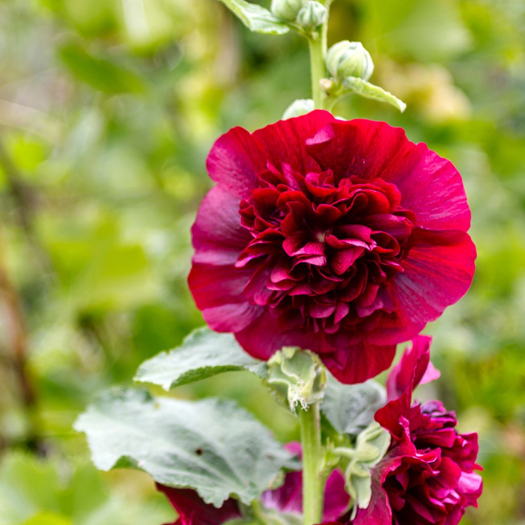 Alcea rosea Chatters Red - Stokroos