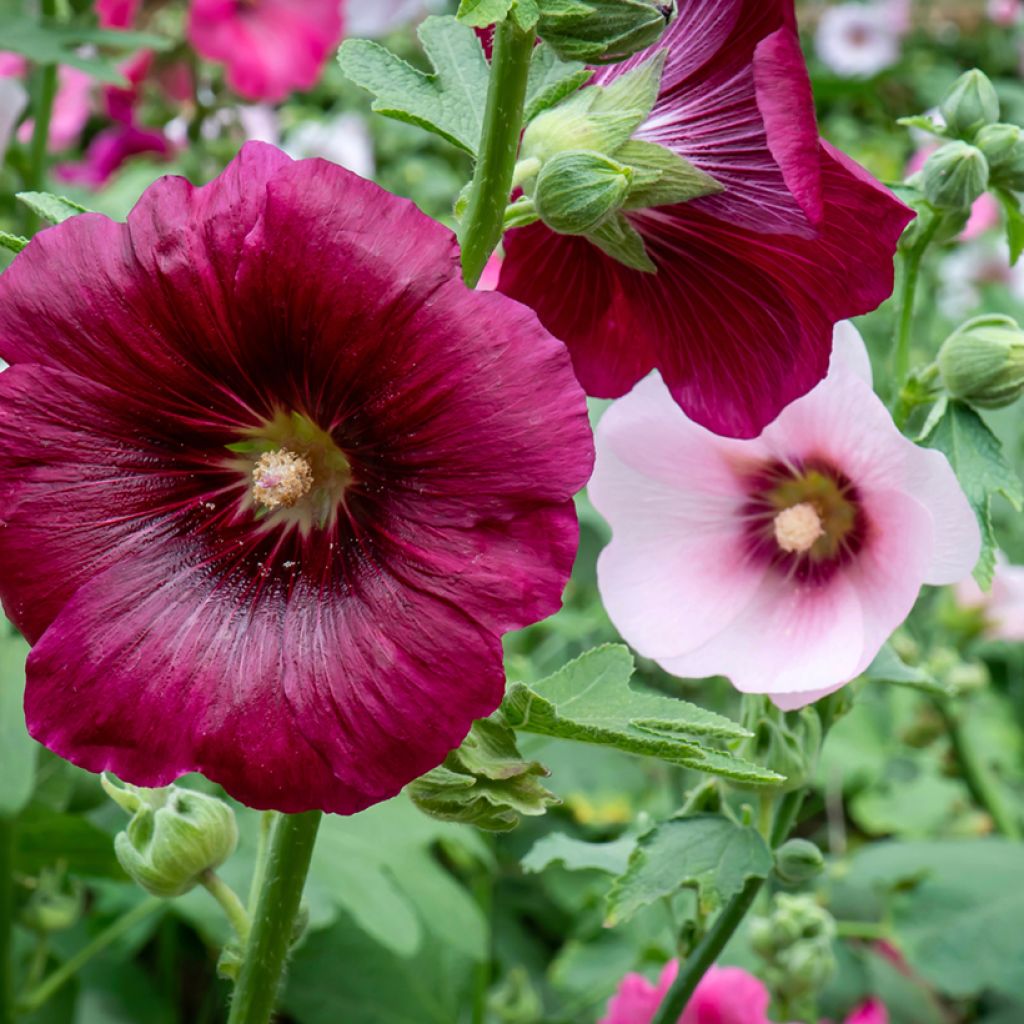 Alcea rosea Simplex - Stokroos