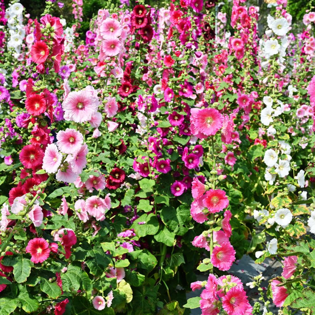 Alcea rosea Simplex - Stokroos