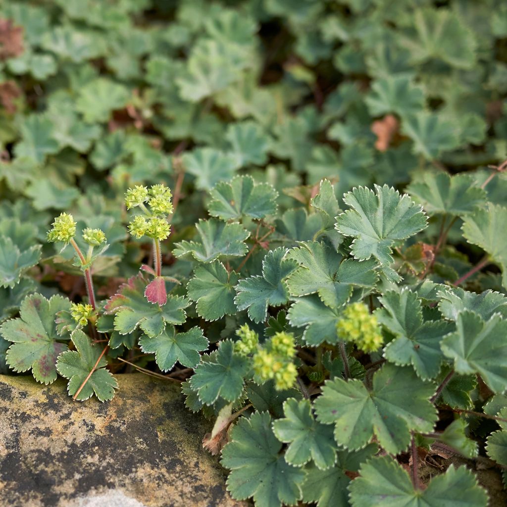 Alchemilla erythropoda - Vrouwenmantel