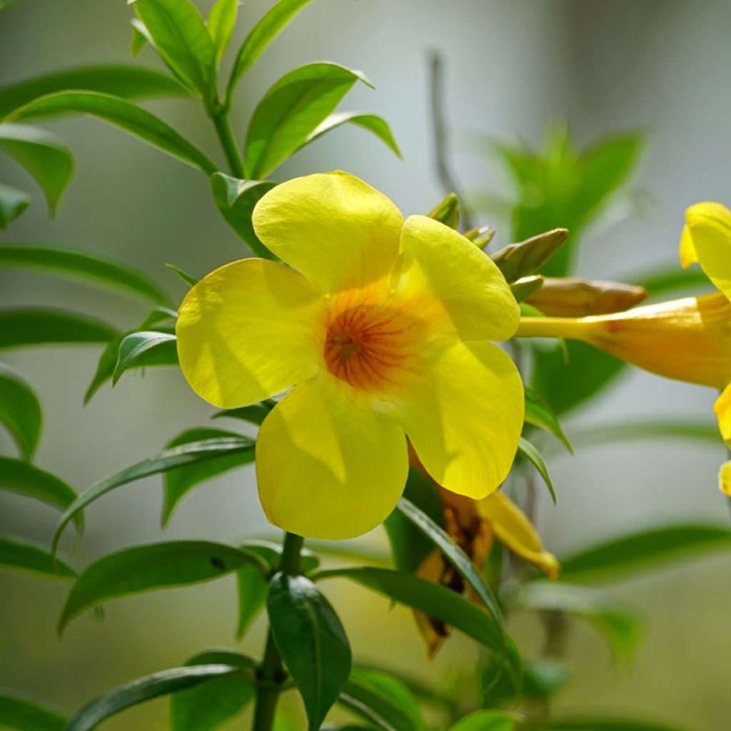 Allamanda cathartica - Gouden trompet