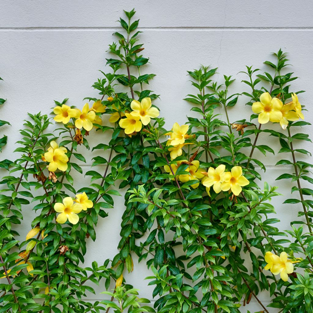 Allamanda cathartica - Gouden trompet