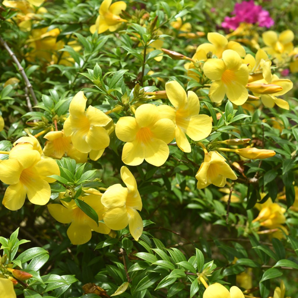 Allamanda cathartica - Gouden trompet