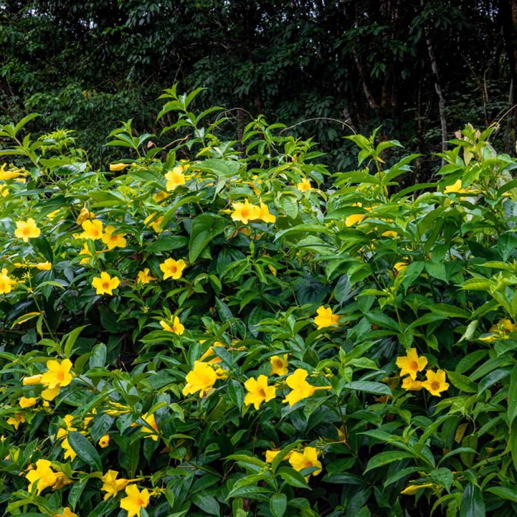 Allamanda cathartica - Gouden trompet