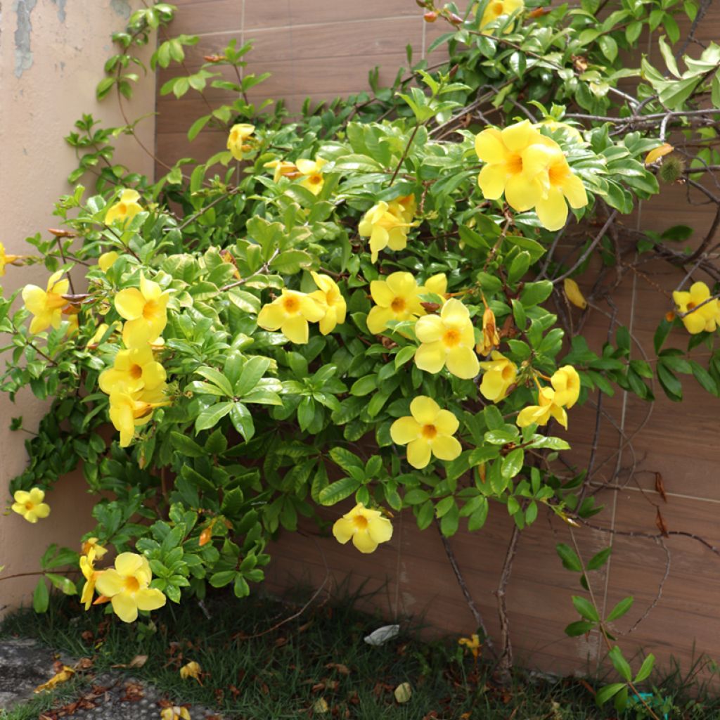 Allamanda cathartica - Gouden trompet
