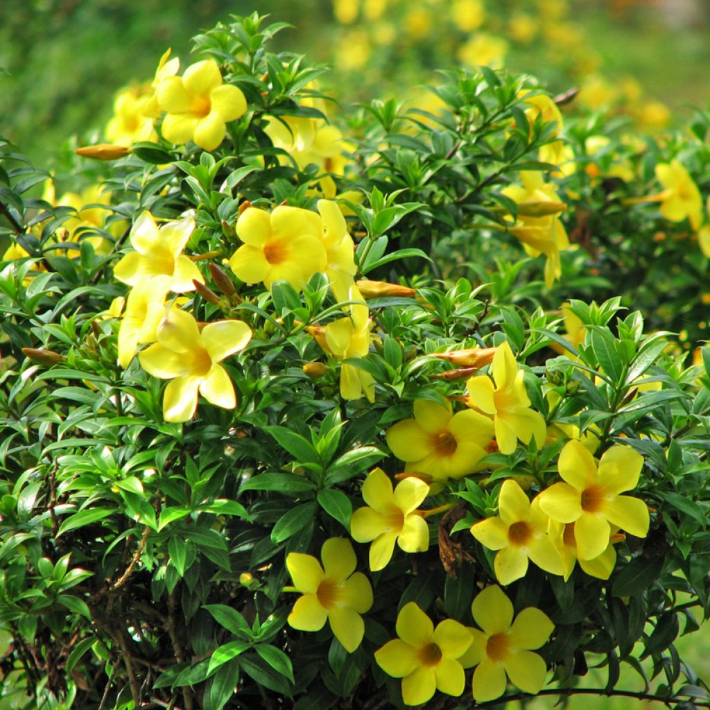 Allamanda cathartica - Gouden trompet