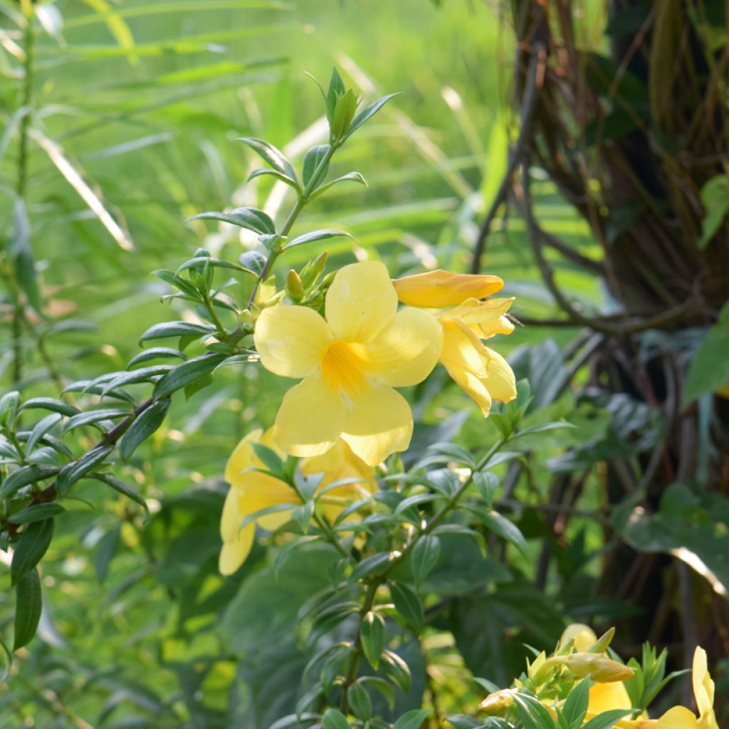 Allamanda cathartica - Gouden trompet