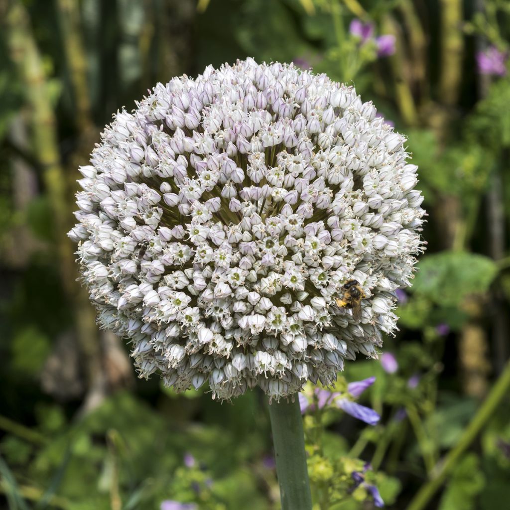 Allium ampeloprasum - Olifantenlook