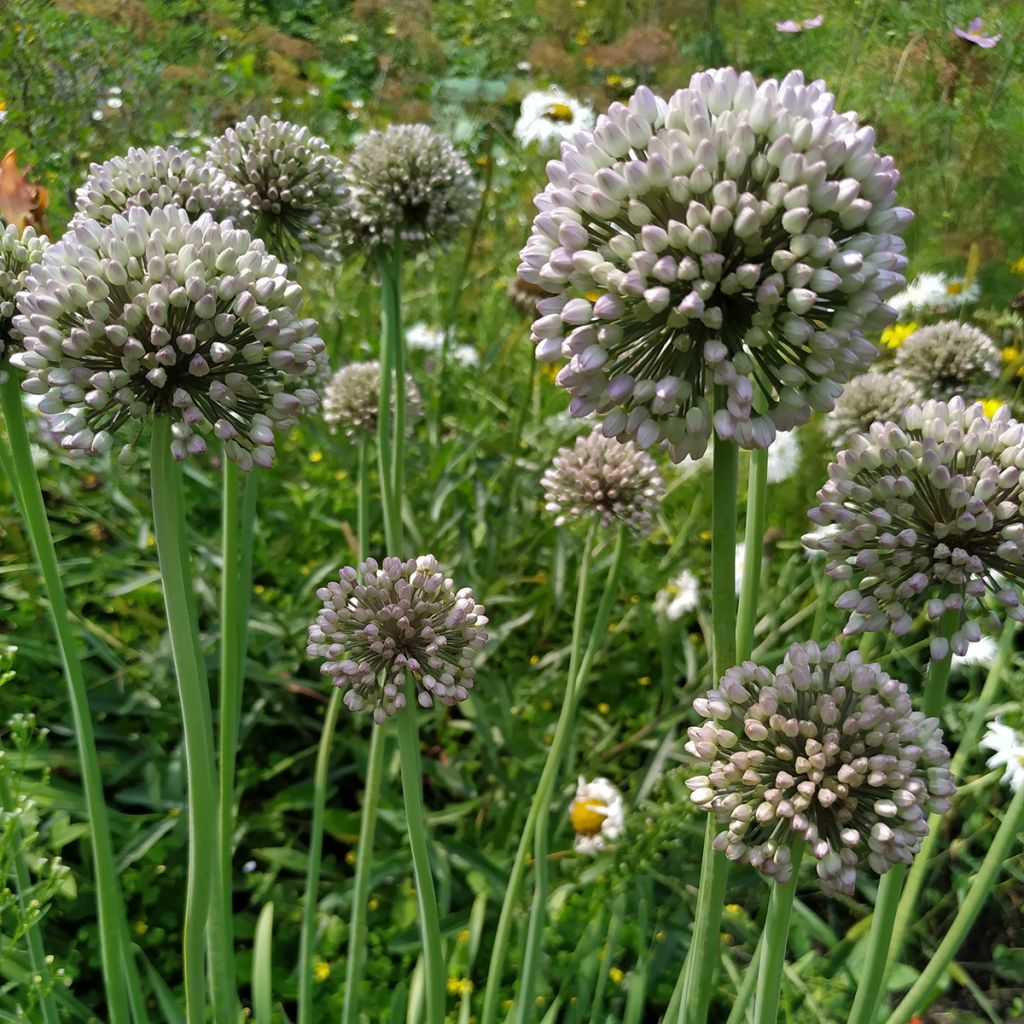 Allium ampeloprasum - Olifantenlook
