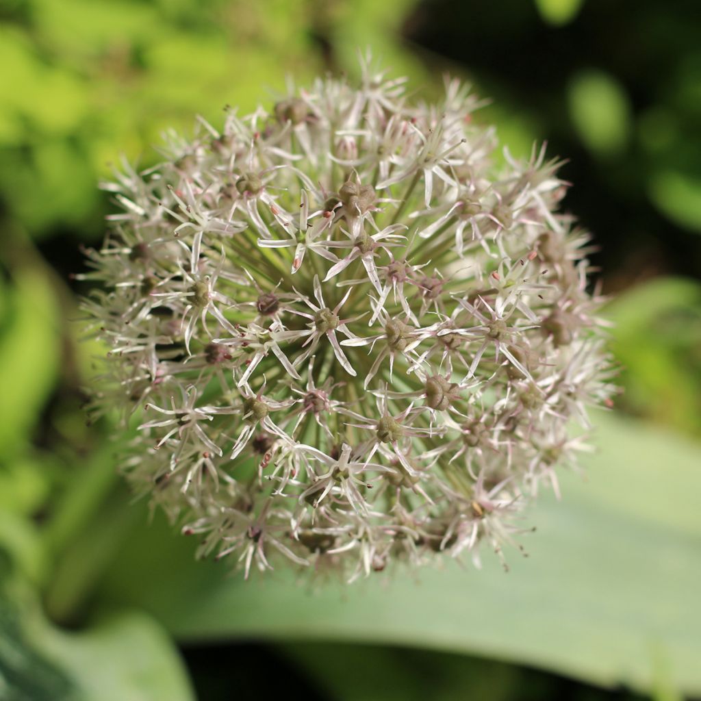 Allium karataviense - Puinlook