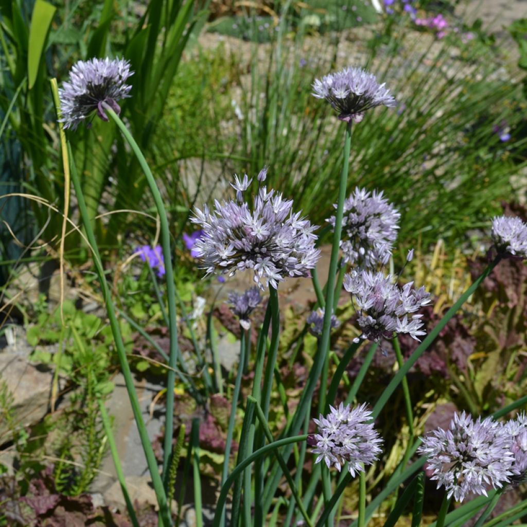 Allium ledebourianum - Sierui