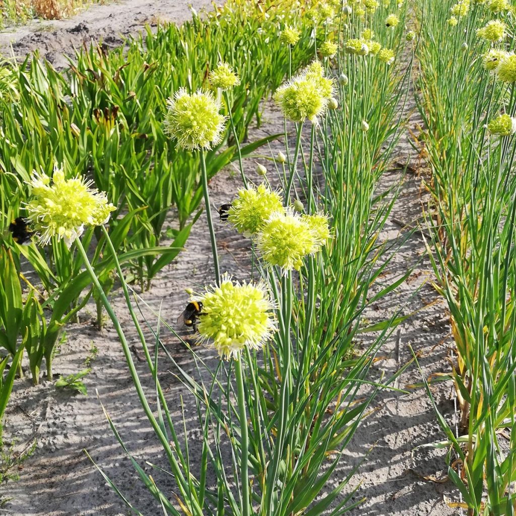 Allium obliquum - Ail d'ornement