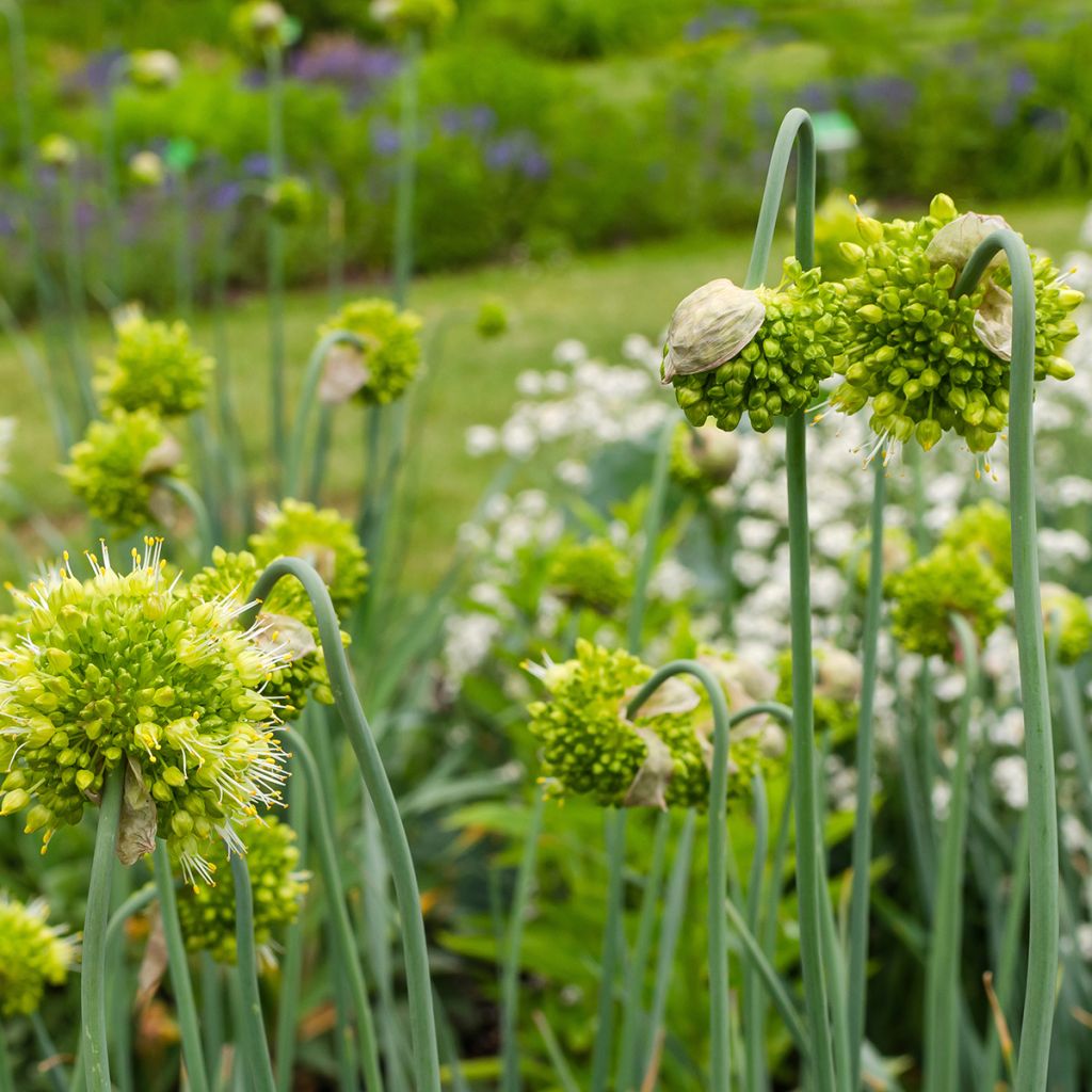 Allium obliquum - Siberische knoflook