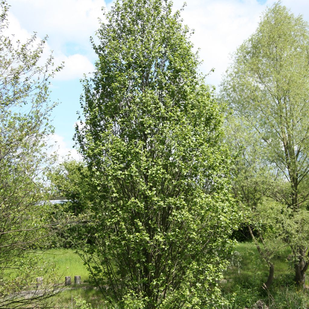 Alnus glutinosa Luszyn - Zwarte els